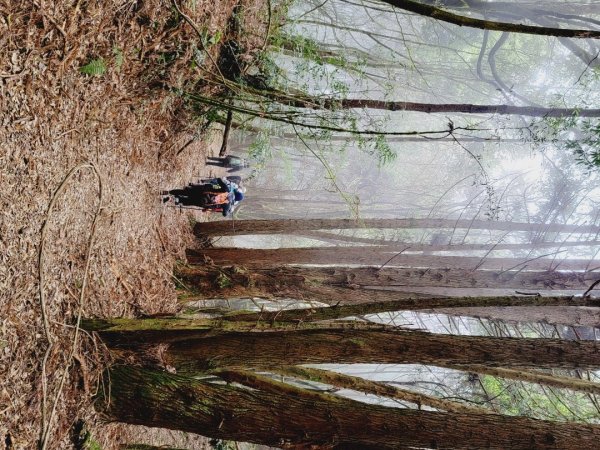 雪見大板根-202502222859809