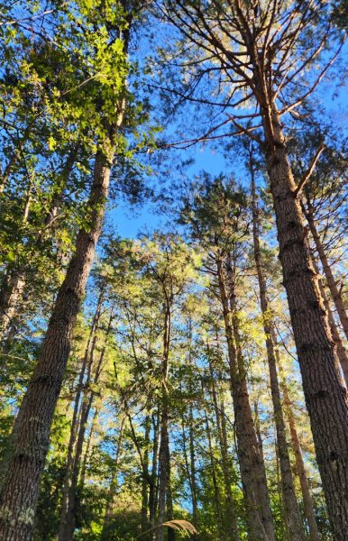 【中級山】馬武霸山，實至名歸的百岳觀景台2937716