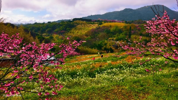 #平菁街 #鵝尾山梯田 #廣佑聖王廟 #寒櫻巷 #夕陽 1/24&252987004