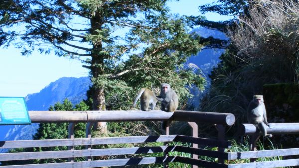 太平山的台灣獼猴231666