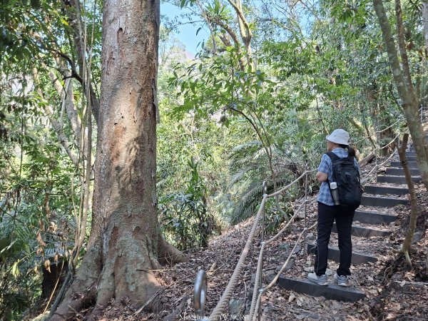 《台中》巨人之手｜雪山坑環線步道202603223021460