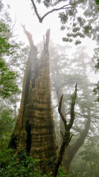 難忘的北得拉曼山毛櫸&巨木之美695947