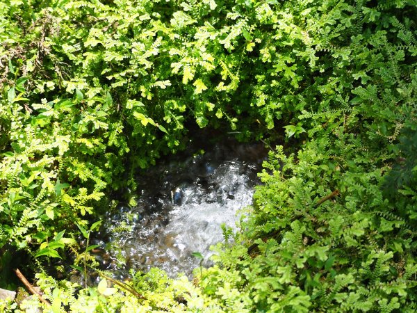 《宜蘭》植物博物館｜員山福山植物園201805182889167