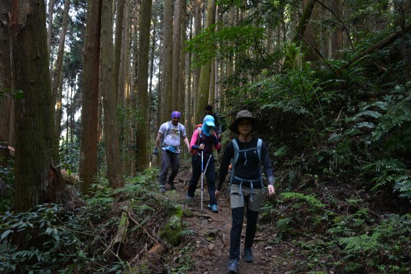 加里山鹿場、杜鵑嶺893660