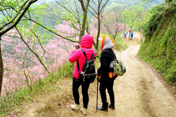 櫻花小秘境 : 0311 三峽竹崙路 106392