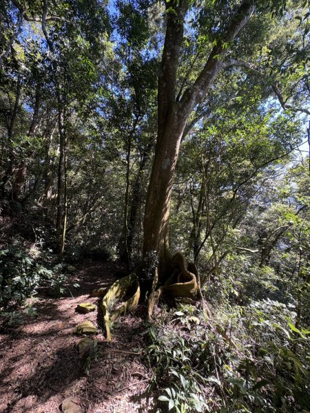 20251116鳴海山、網子山登山步道2938407