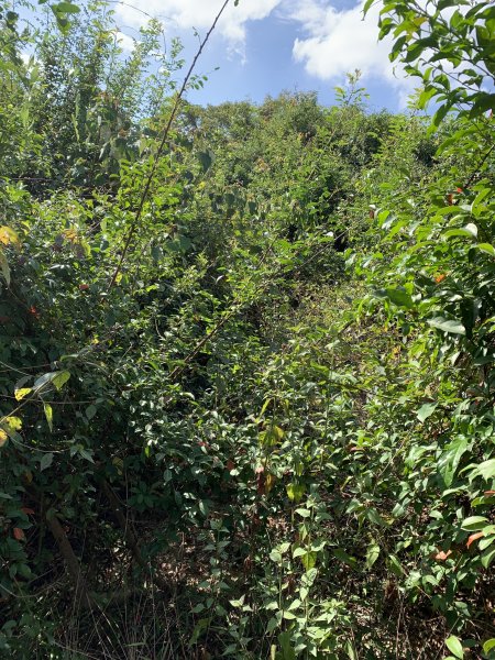 20250315屏東頭崙山-頭崙山西北峰2737229