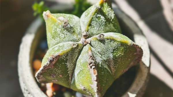 【蛇年走春】高雄桃源 • 世外桃源2700217