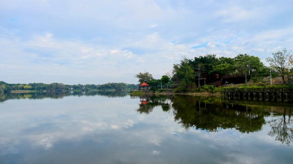 《臨江仙。黃花風鈴木》2735406