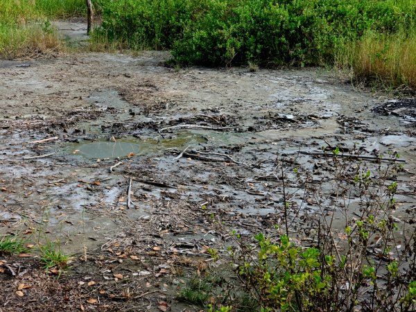 羅山村竹林步道-2025漫遊縱谷愛在花東-花蓮縣富里鄉2916723