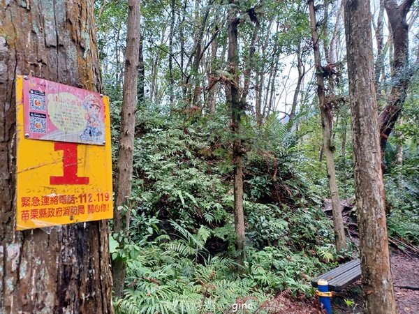 【苗栗泰安】中級山的大霸尖山。 虎山步道2779593