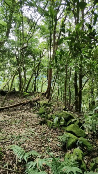 2025/6/14 橫龍山2839232