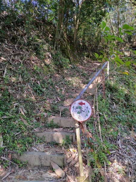 20250309 南觀音山步道 & 青春嶺2731501