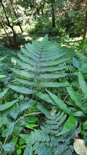 《南投》竹林台灣杉｜溪頭山竹崙山志騰山O繞202302182035905