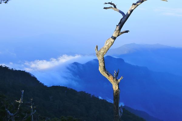 大武地壘---鐵杉-雲海-月色-變色葉140673