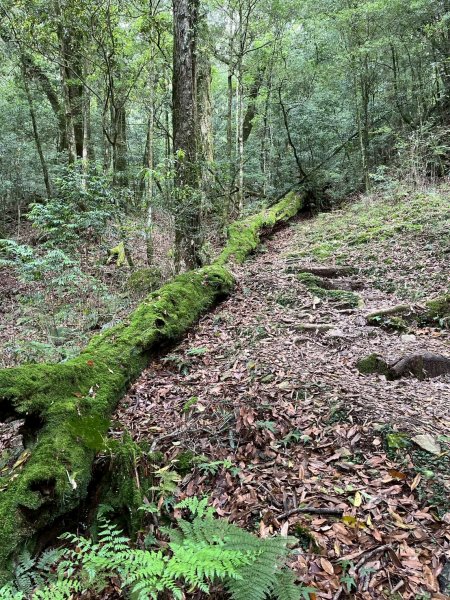 新竹 五峰 觀霧國家森林遊樂區 蜜月小徑+檜山巨木群步道2811446