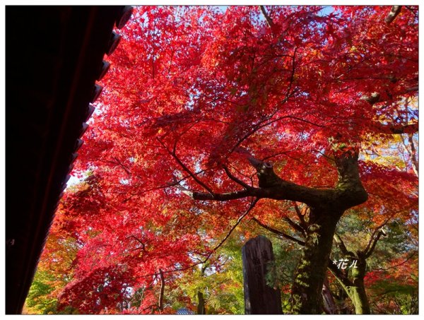 京都/東福寺的紅葉755253