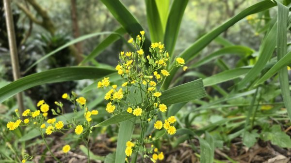血藤秘境，步行30分鐘即可抵達，鳶山血藤大爆發，最佳賞花期只有7天，要去要快，鳶溪縱走2758569