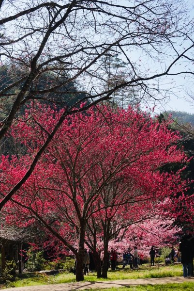 🌈2/16(日)-17(一)福壽山+武陵農場賞櫻🌈🌸FB：熊熊趴爬走 歡迎加入2714871