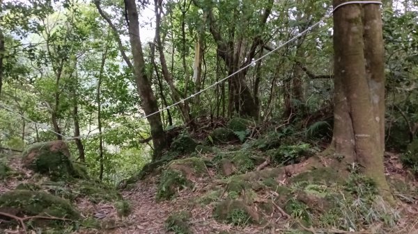 雙溪區溪尾寮古道-藤寮坑古道O型3114502