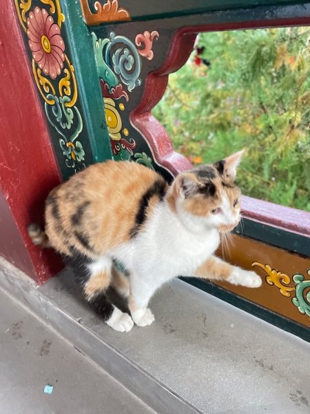 拉薩/布達拉宮-札達/古格王朝遺址皮央東嘎遺址-古寺廟2898444