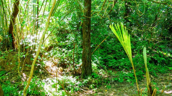 崩山坑越嶺內盤山2913782