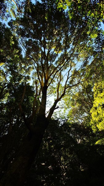 20260125 陽明山前後山健行(無極天元宮~山仔頂步道.向天池.向天山.面天山.二子坪)2997965