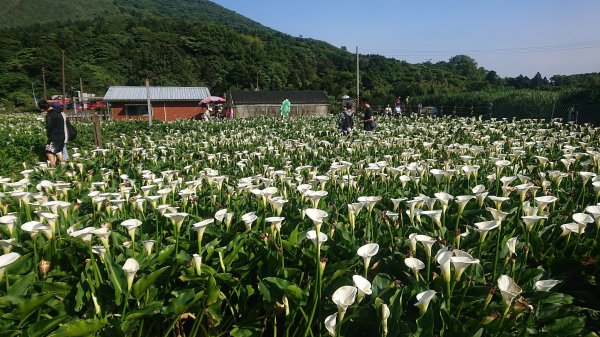 【新聞】鬥陣來七迌 相揪賞火金蛄