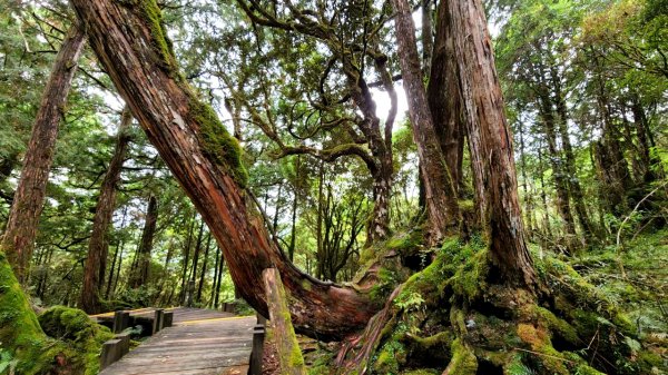 太平山森林遊樂區，檜木原始林步道，九寮溪自然步道，戈霸瀑布，開眼崙登山步道1980304