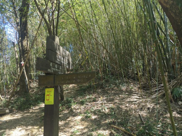 2025.10.18－微笑山線：【天上山系】望月亭桐花段2919564