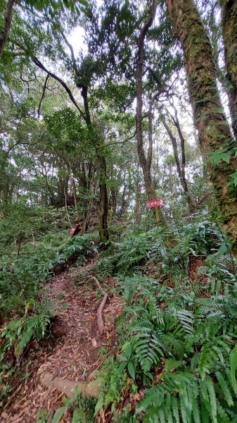 111/03/12東滿步道(東眼山進、滿月圓出)1643957