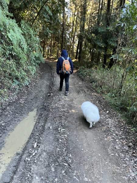 帶銀狐犬爬合歡溪步道上切3035峰後下梅松山出梅松山產業道路 2024.2.132426299
