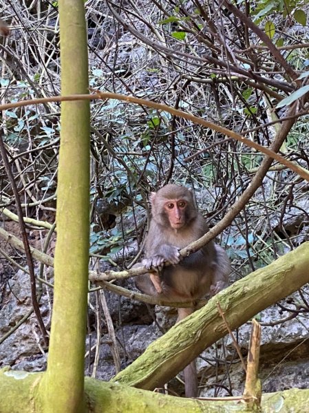 柴山石灰岩洞穴探險、泰國谷、一簾幽夢