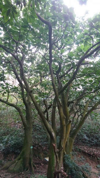 高峰植物園684195