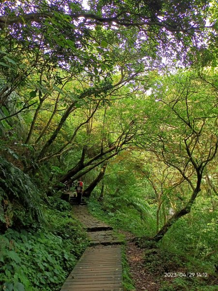 絹絲瀑布步道→冷擎步道→雞心崙→菁山吊橋→牛奶湖→冷水坑【走遍陽明山】2133269