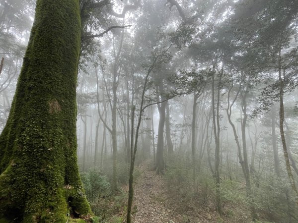 谷關七雄 《 馬崙山 》2025 09/062879784