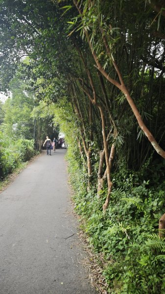 2025-0505 觀音山土路追桐花+牛港稜步道2781367