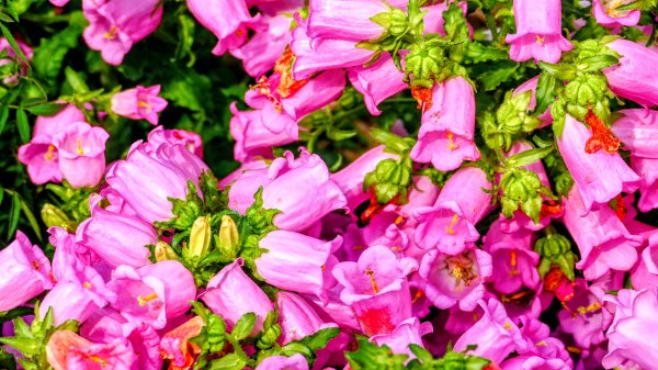 大安公園,台大校園3012113