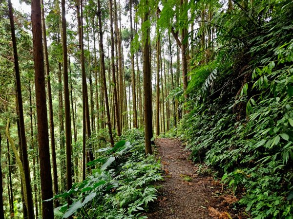 白蘭溪古道-2025森遊竹縣皮皮獅探險隊2895444