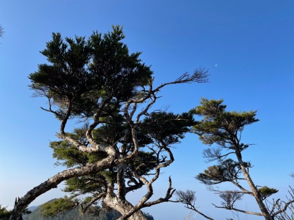 見證最美麗北大武山雲海、鐵杉1318993