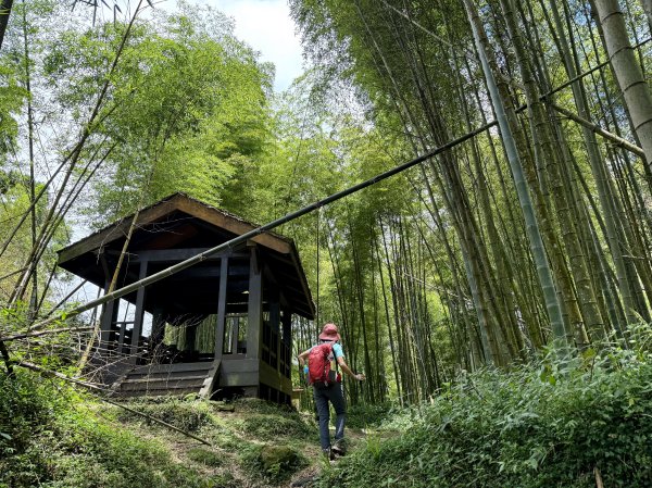 阿里山 奮瑞古道 202506282827172