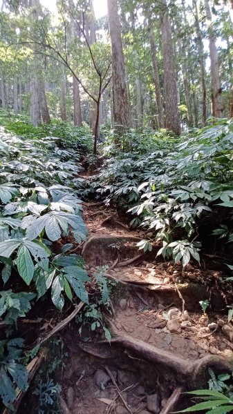 【苗栗南庄】向天湖山光天高山小O繞2933159