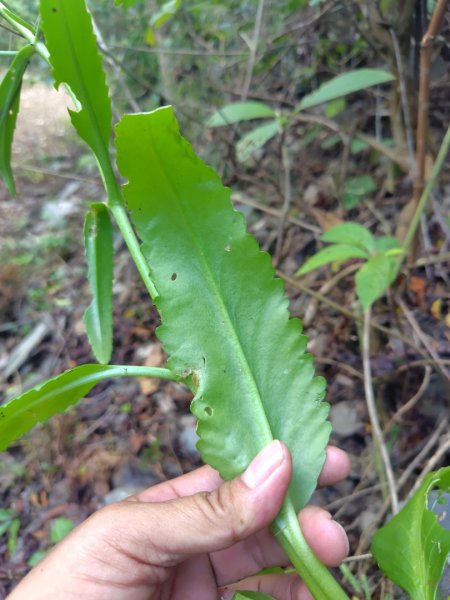 多納六秀 足母山 鬼斧神工一線天 德德山2953050