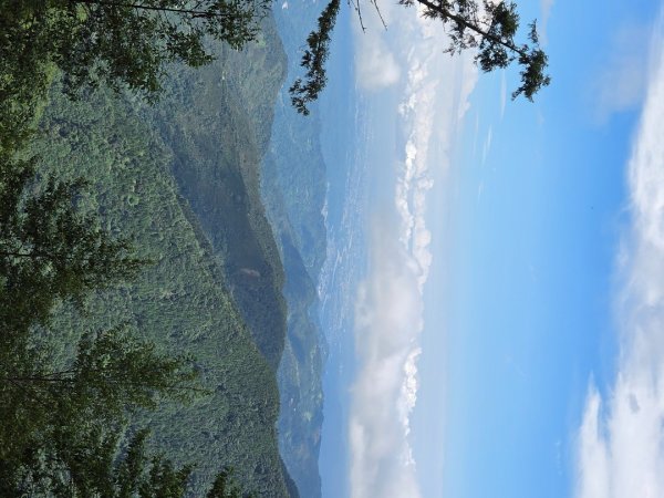 【中級山】麥巴來山，夢幻杉木林3089260