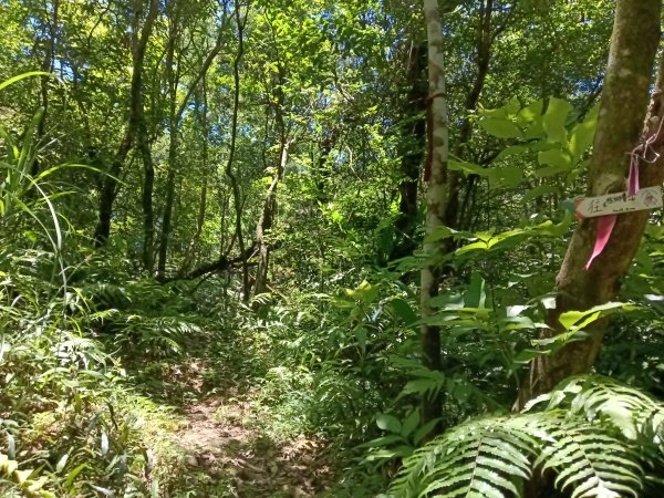 平溪區嶺腳步道+望古坑保甲路+嶺腳寮山+望古賞瀑步道(瀑布)+望古坑古道2825926