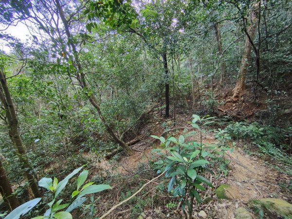 2023.11.01 蓮華山古道群2489018