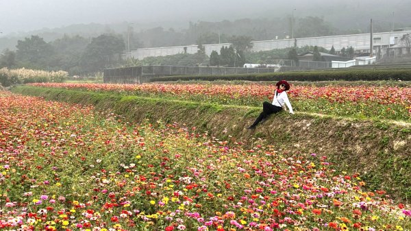 小百岳關刀山889m+銅鑼杭菊1924059