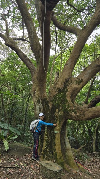 2025樂活夜櫻季搶先看，內湖樂活公園夜櫻季明天熱鬧登場，沿內溝溪3公里近距離欣賞寒櫻、昭和櫻、吉野2695708