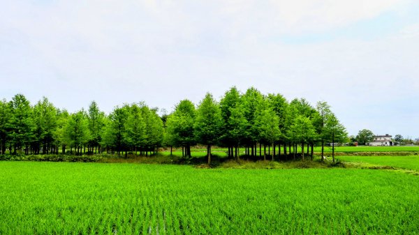 北后寺。關稅戰2758761