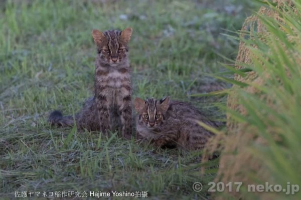 【保育】營造健康的里山地景 日本對馬山貓的保育策略
